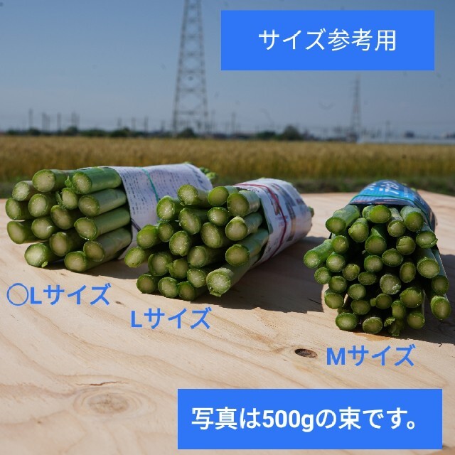 ○Lサイズグリーンアスパラガス450㌘ 食品/飲料/酒の食品(野菜)の商品写真