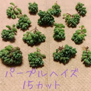 多肉植物　セダム【パープルヘイズ】カット苗(プランター)