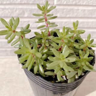 多肉植物■ピンキ抜き苗、ヌビゲナムのカット苗おまけ付(その他)