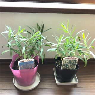 かすみ 草 苗の通販 7点 フリマアプリ ラクマ