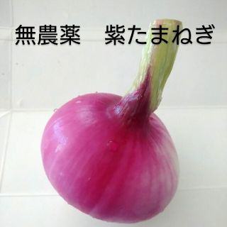 無農薬　1.２−1.9キロ　赤玉ねぎ　オニオンレッド(野菜)