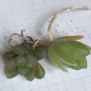 多肉植物　ハルオチア　オブツーサ　京の華錦　抜き苗(その他)