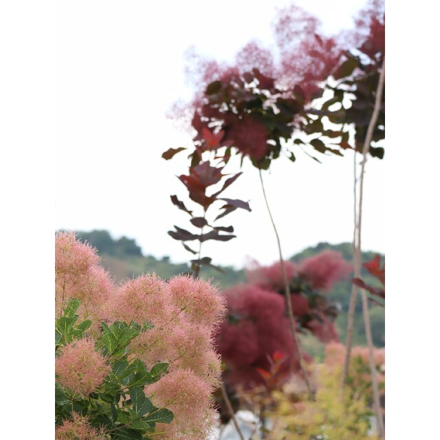 6月に咲く花　スモークツリー・涼しげなドライフラワースワッグ　初夏のインテリア ハンドメイドのフラワー/ガーデン(ドライフラワー)の商品写真