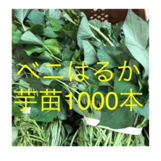 ベニはるか芋苗1000本(プランター)