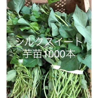 シルクスイート芋苗1000本(野菜)
