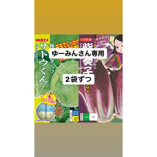 キャベツ・紫白菜種子　2袋ずつ計4袋セット(野菜)