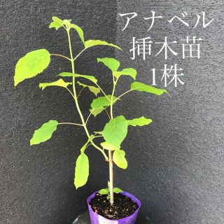 ＊＊＊　アナベル  挿木苗　花芽付き　1株　＊＊＊P(プランター)