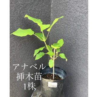 ＊＊＊　アナベル  挿木苗　1株　＊＊＊N(プランター)