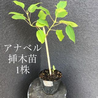 ＊＊＊　アナベル  挿木苗　1株　＊＊＊R(プランター)