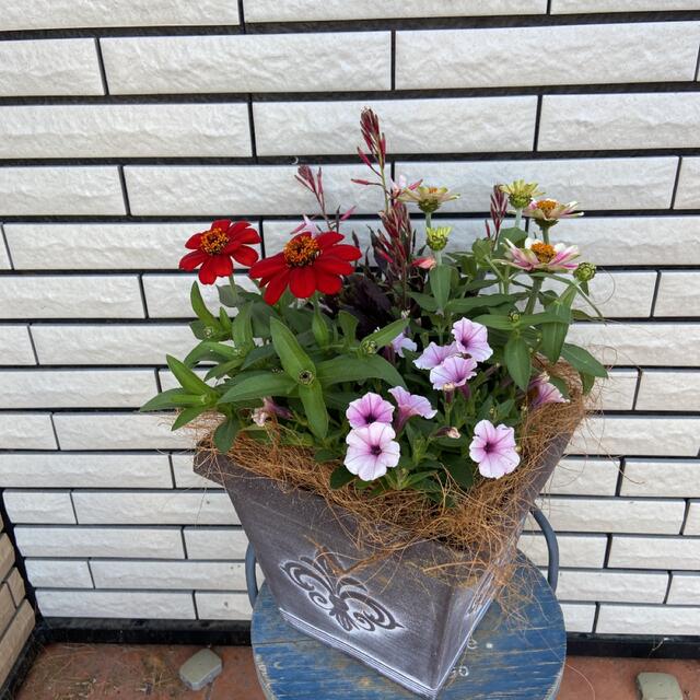 花ギフト夏のシックな寄せ植え！