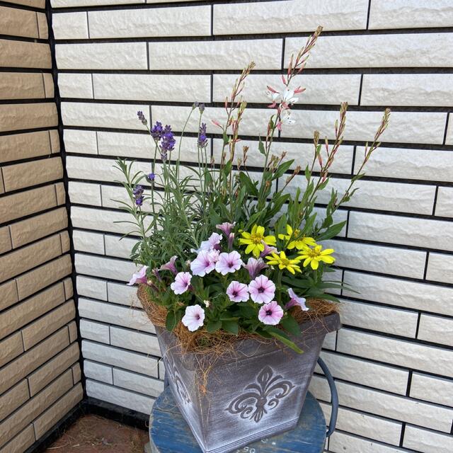 玄関夏のさわやかな寄せ植え☆