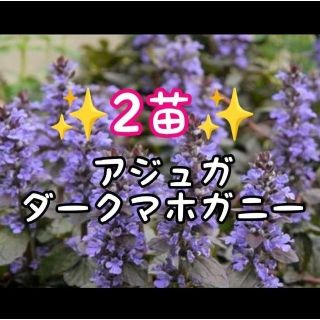 ☘️2苗10cm程花終✨アジュガダークマホガニー(プランター)