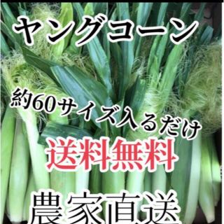 農家直送ヤングコーン６０サイズ入るだけ、すぐ購入可能　期間限定値下げ！(野菜)