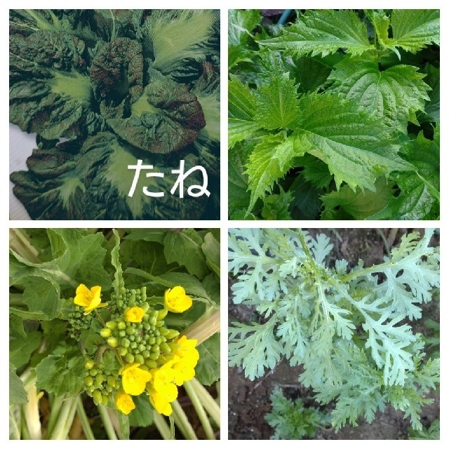 おまけ付き激安野菜種４種 ハンドメイドのフラワー/ガーデン(その他)の商品写真