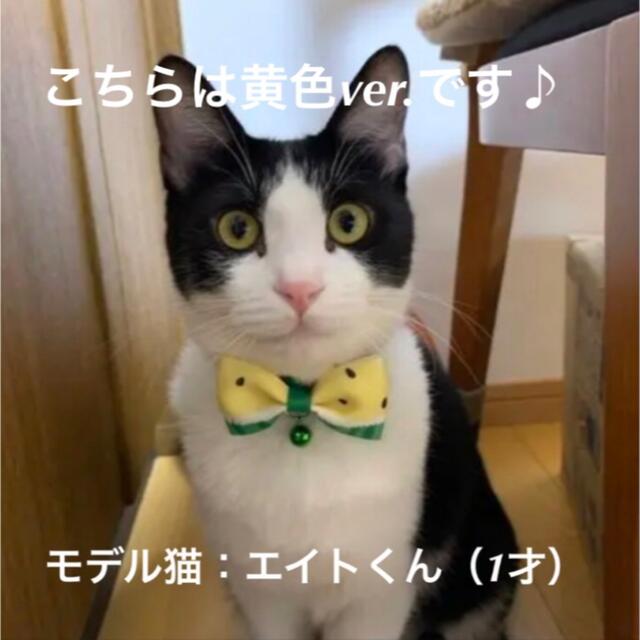 【セーフティバックル付】ねこスイカちゃん首輪 ペット 猫ちゃん ワンちゃん その他のペット用品(猫)の商品写真