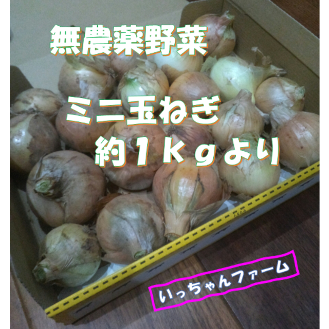 安全・安心野菜　千葉県産　ミニ玉ねぎ　約１ｋｇ　【数量限定】 食品/飲料/酒の食品(野菜)の商品写真