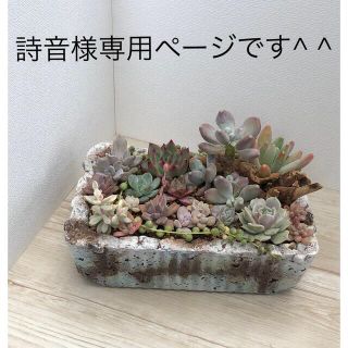 多肉植物リメイク缶鉢寄せ植えにどうぞ^ ^詩音様専用ページです^ ^(その他)