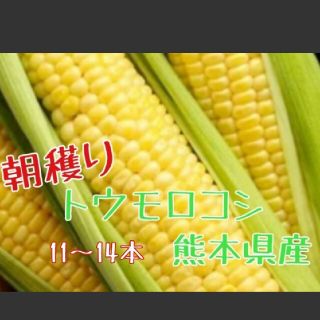 産地直送　とうもろこし　ゴールドラッシュ　4kg(野菜)