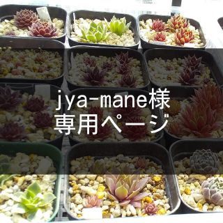 jya-mane様専用ページです(その他)