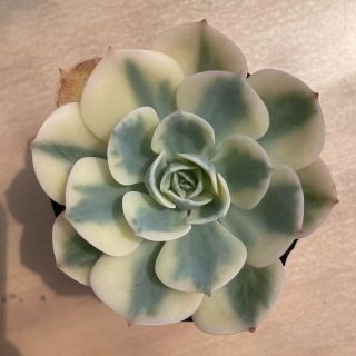 ルノーディーン錦　斑入り　多肉植物　韓国苗　エケベリア(その他)