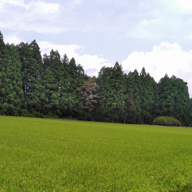 新米令和3年産栃木県特一等米コシヒカリ玄米、60キロ無農薬にて作り上げたお米です食品