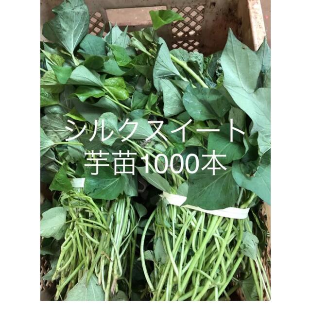 シルクスイート芋苗1000本 食品/飲料/酒の食品(野菜)の商品写真