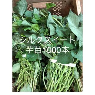 シルクスイート芋苗1000本(野菜)