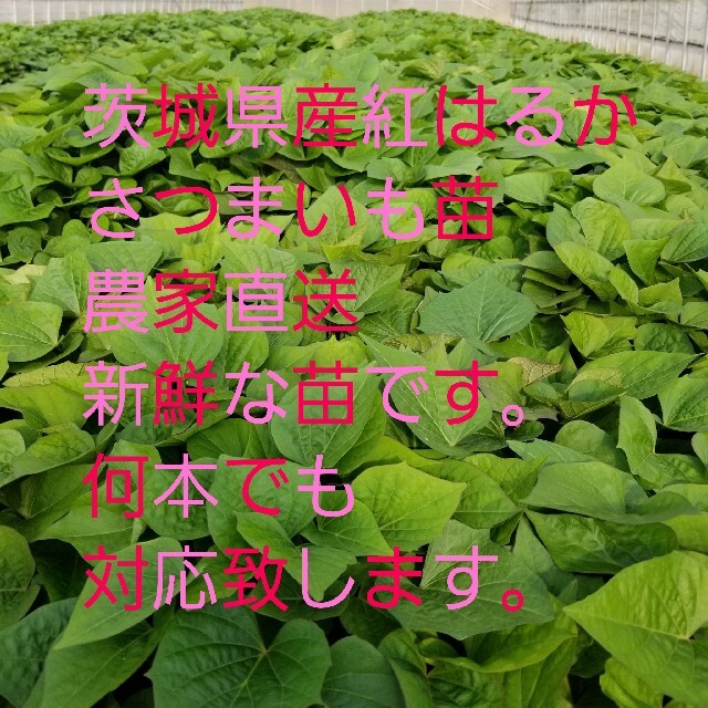 さつまいも苗】紅はるか☆ウイルスフリー 350本-