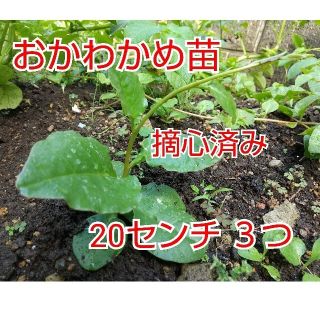 おかわかめ 大苗 抜き苗 ３つ(野菜)