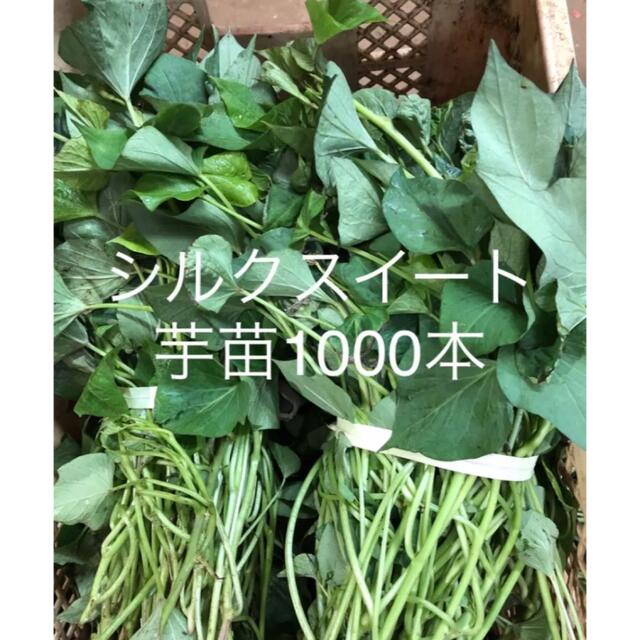 シルクスイート芋苗1000本