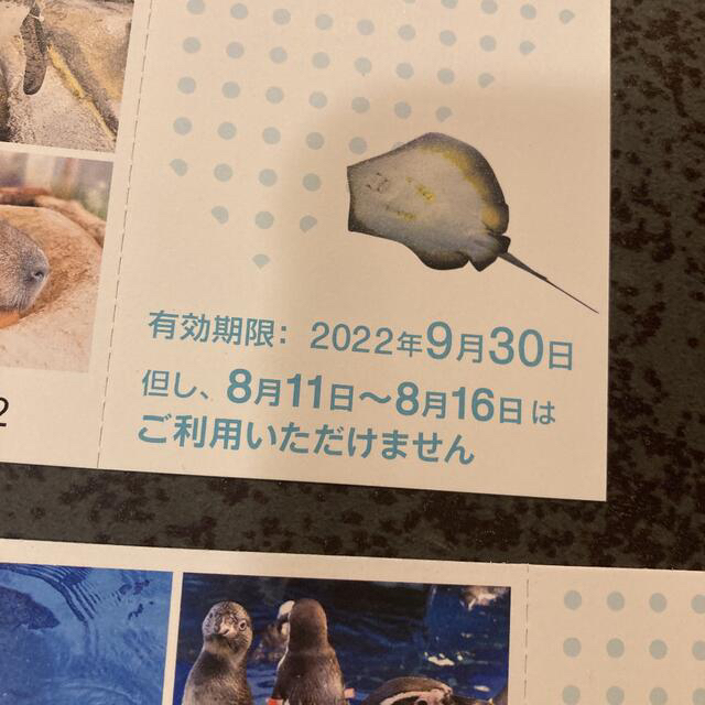 新江ノ島水族館　ペアチケット　9月30日まで　夏休み チケットの施設利用券(水族館)の商品写真