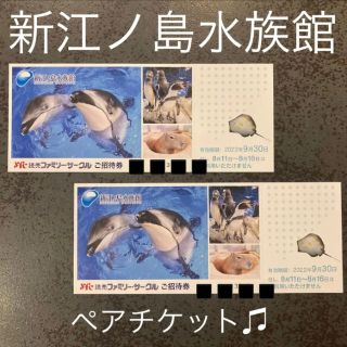 新江ノ島水族館　ペアチケット　9月30日まで　夏休み(水族館)