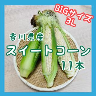 【大きいサイズのみ】スイートコーン11本　白いとうもろこし　ホワイト　新鮮野菜(野菜)
