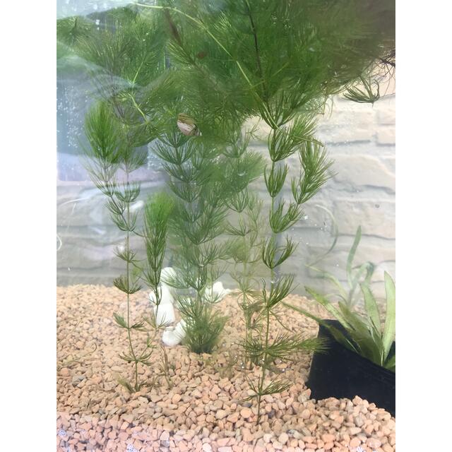 水槽用 水草 マツモ 無農薬 ( 10cm × 10本 ＋ 5本 ) - 水草