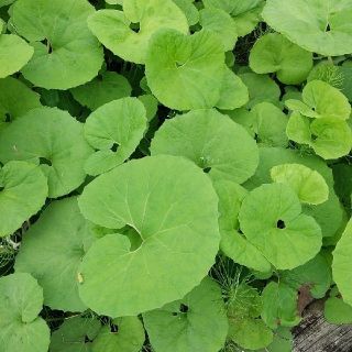 雪国のふき！新鮮採れたて！新潟県産魚沼産無農薬天然ふきネコポスいっぱい！(野菜)