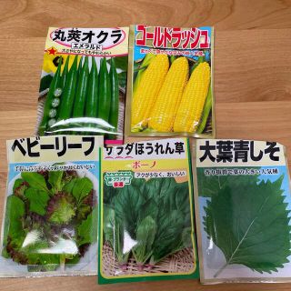 野菜　種　5種類　105粒(野菜)