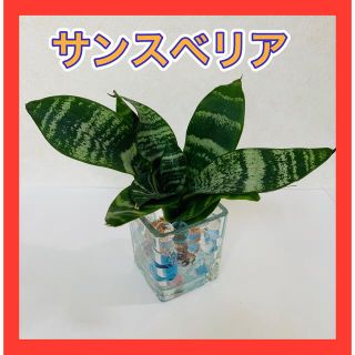 サンスベリア★観葉植物(その他)