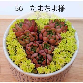 56　たまちよ様(その他)