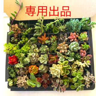 多肉植物　カット苗　40種以上　専用出品(その他)