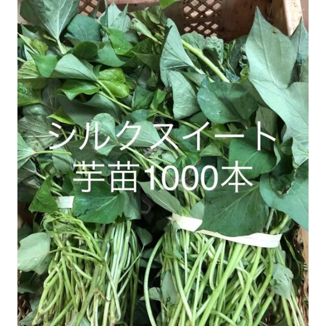 シルクスイート芋苗1000本