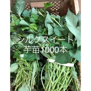 シルクスイート芋苗1000本(野菜)