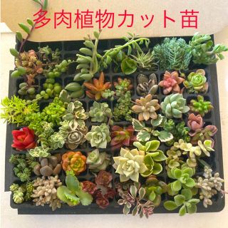 多肉植物　カット苗　40種以上(その他)