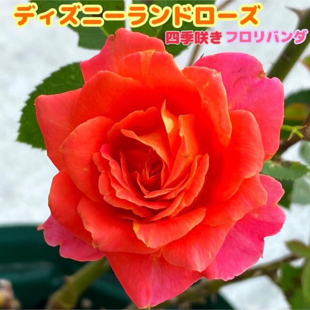 ディズニーランドローズ　バラ★薔薇★挿し木苗★薔薇苗★四季咲き★強健 ハンドメイドのフラワー/ガーデン(その他)の商品写真