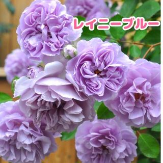 レイニーブルー　青薔薇★挿し木苗★薔薇苗★四季咲き★強健★バラ(その他)