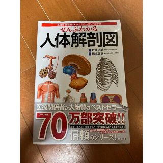 人体解剖図(健康/医学)