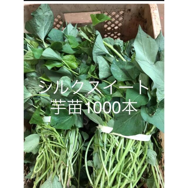 シルクスイート芋苗1000掘れ 食品/飲料/酒の食品(野菜)の商品写真