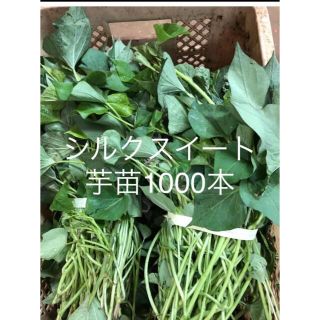 シルクスイート芋苗1000掘れ(野菜)