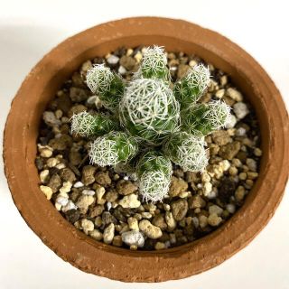 サボテン🌵銀手毬　根付き抜き苗(その他)