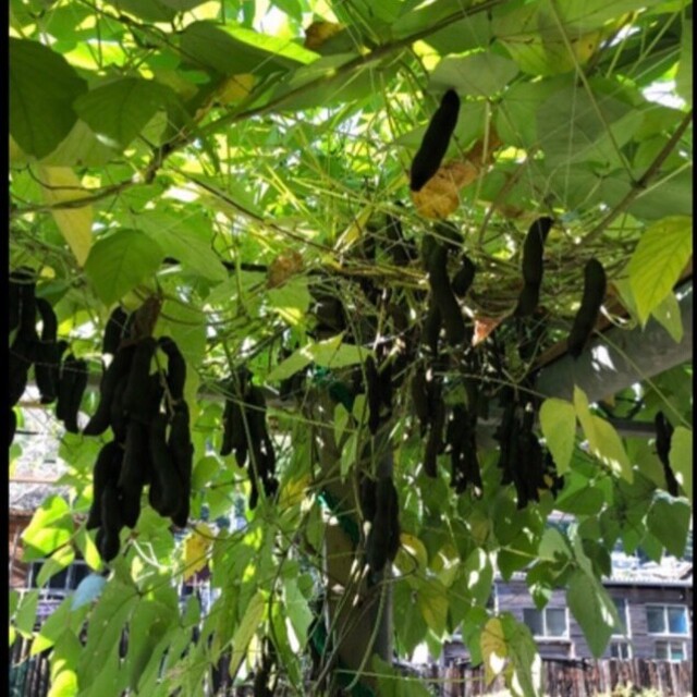 岡山県産令和3年製ムクナ豆【八升豆】 | clinicaversalles.com.pe