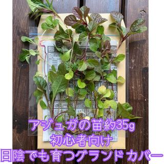 アジュガの苗35〜40g＊ネコポス＊日陰の観葉植物＊初心者向け＊グランドカバーに(その他)